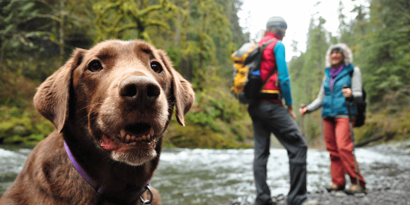 Emergency Vet Mythbusters: Summer Edition