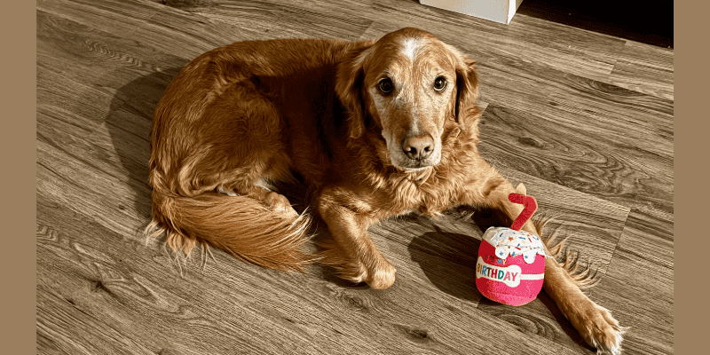 Pet Insurance Could Save Your Pet’s Life!