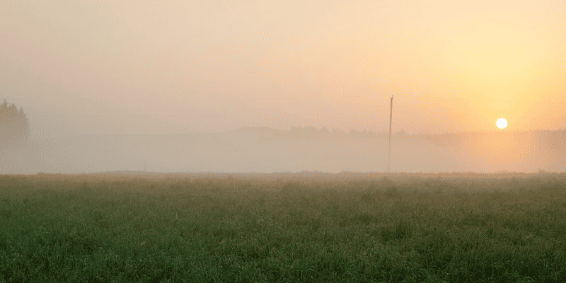 Wildfire Smoke and Pets: How to Protect Dogs, Cats, Birds & More