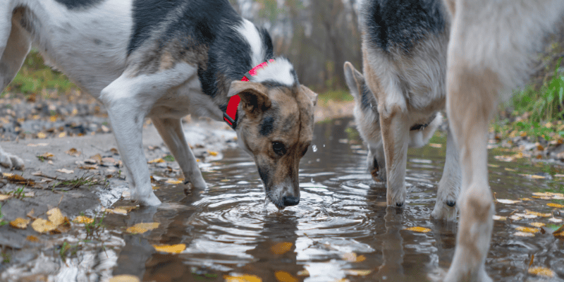 What is Leptospirosis?