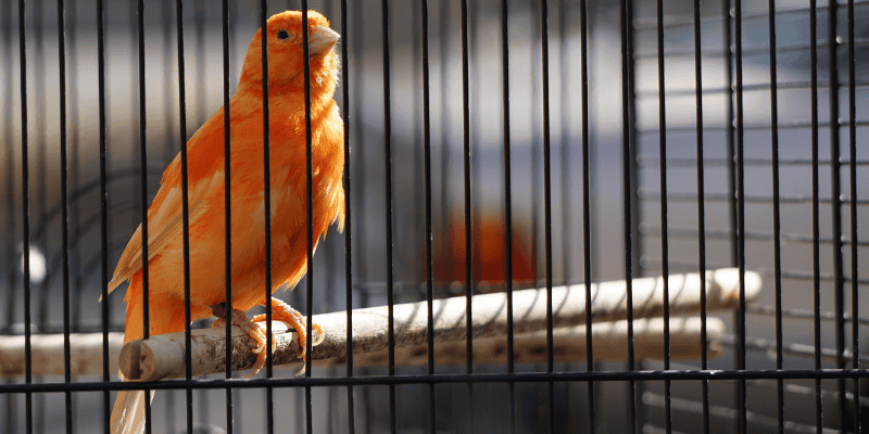 Common Health Problems in Exotic Pets: What Owners Should Know 