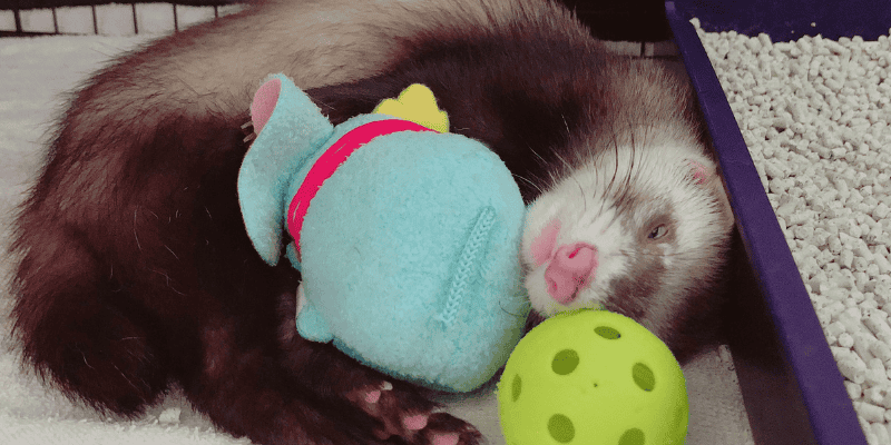 sleeping ferret curled up with toys