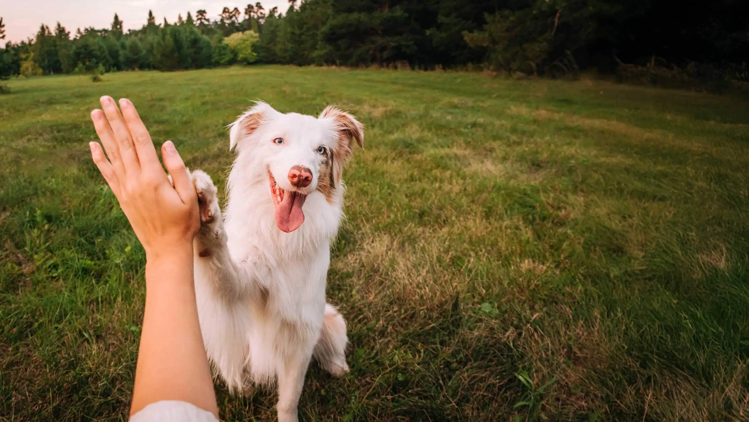 Happy dog high-fiving their owner outside