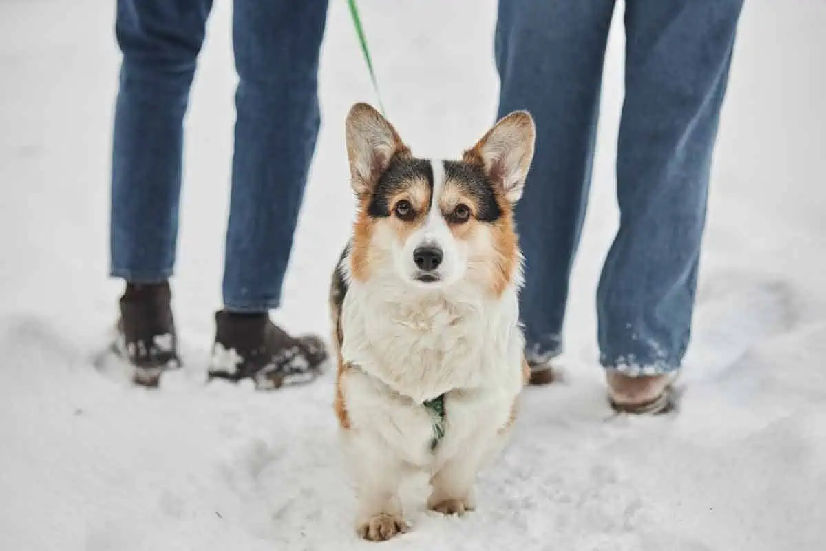 Happy corgi walking outside in the snow with its ownership