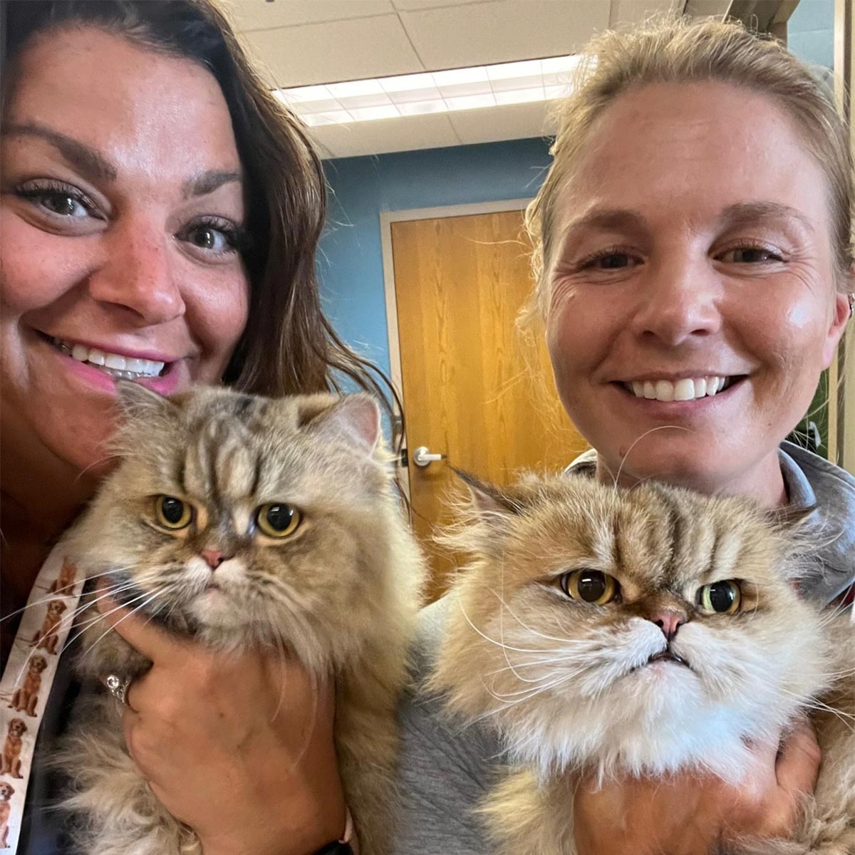 Some of our feline patients