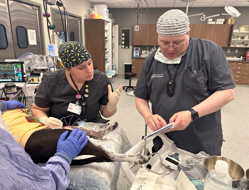 2 people with a dog under anesthesia