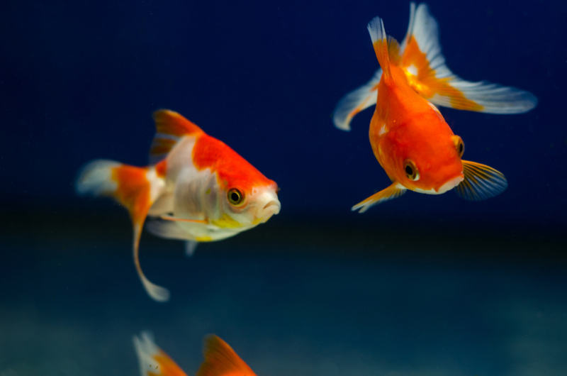 Fish