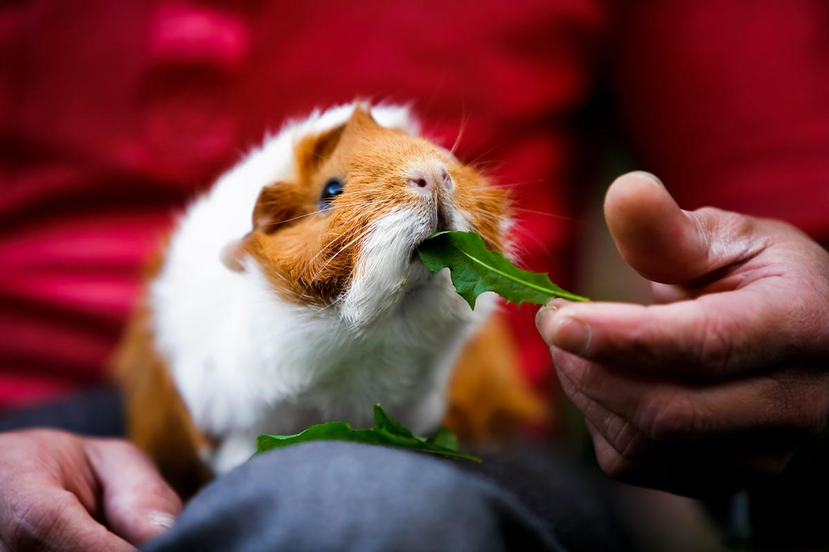 A guinea pig