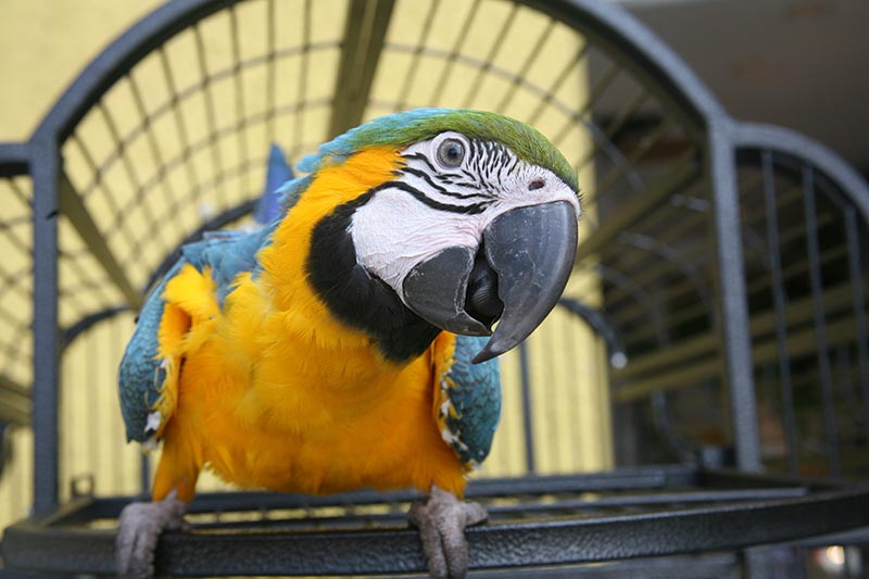 A macaw