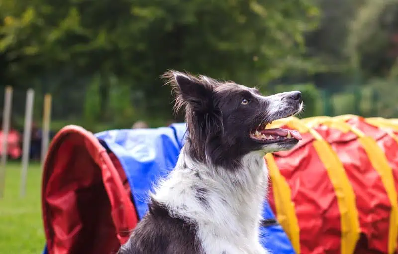 A border collie outdoors
