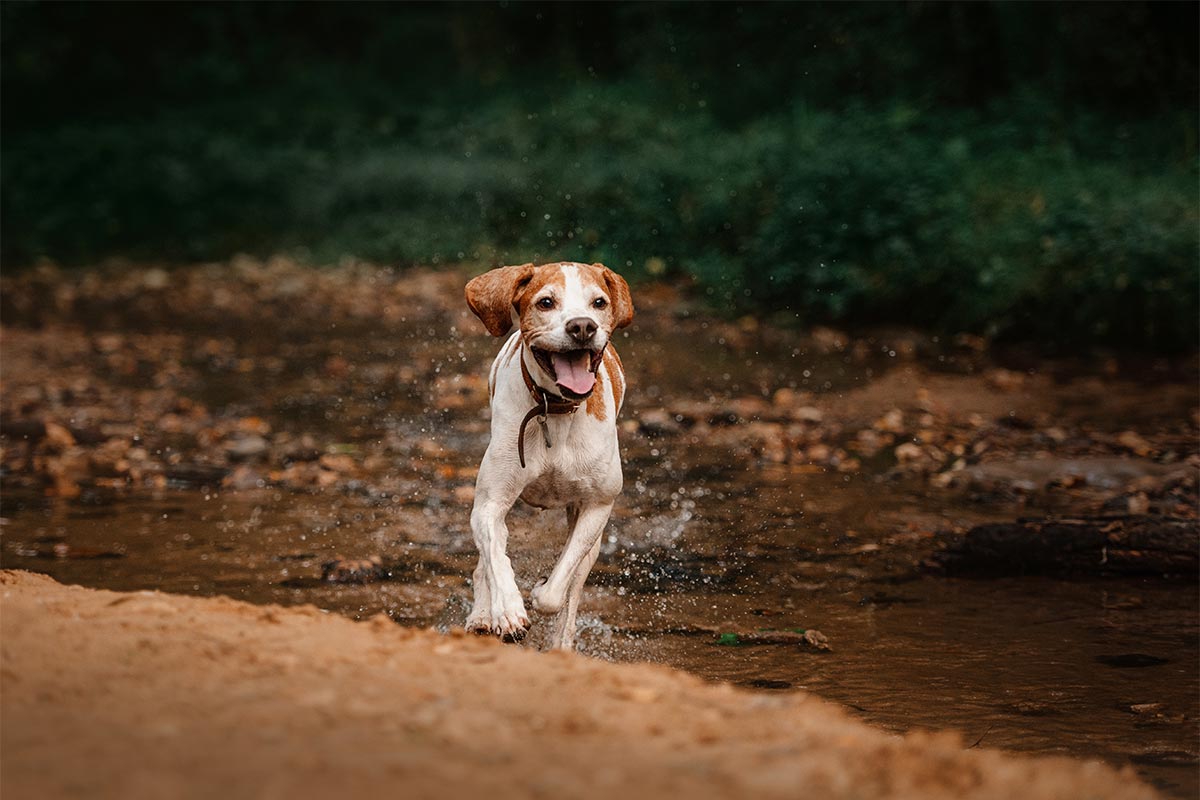 A dog running in a stream
