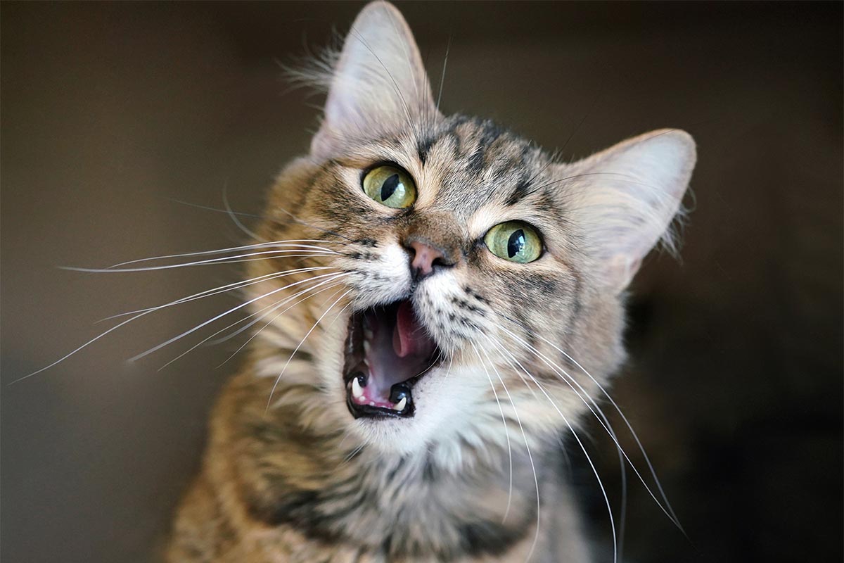 Kitten licking its lips