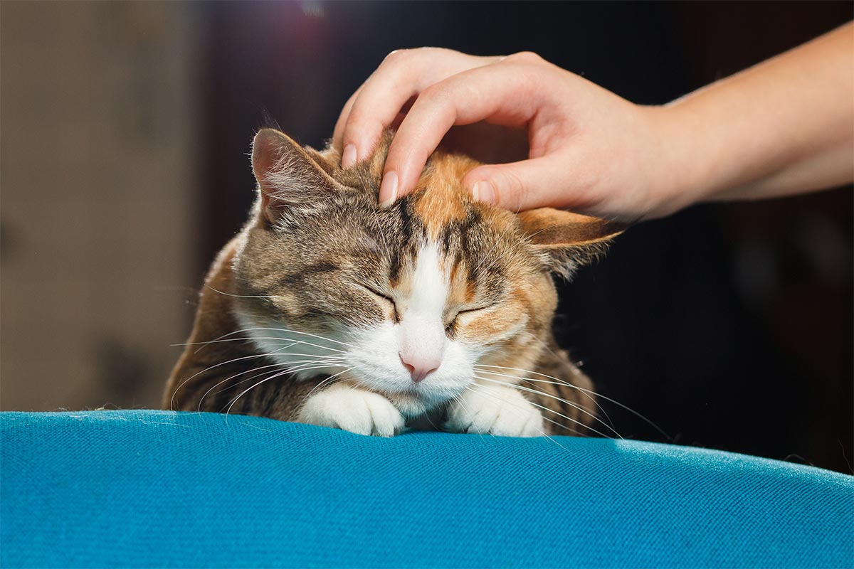 A cat being scritched