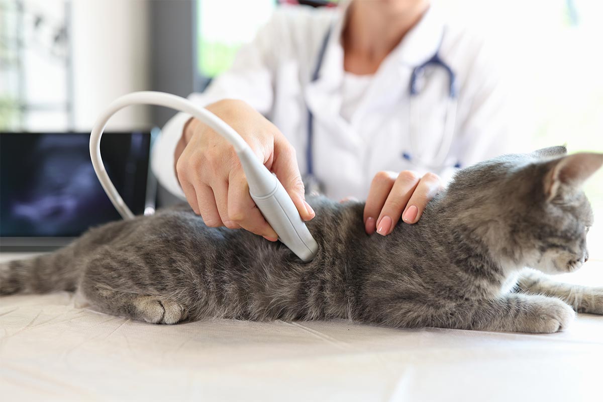 A cat being checked with ultrasound