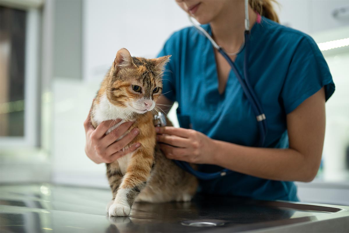 A vet tech with a cat