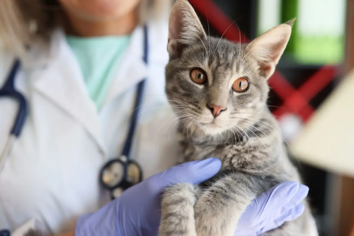 Cat being held by veterinarian