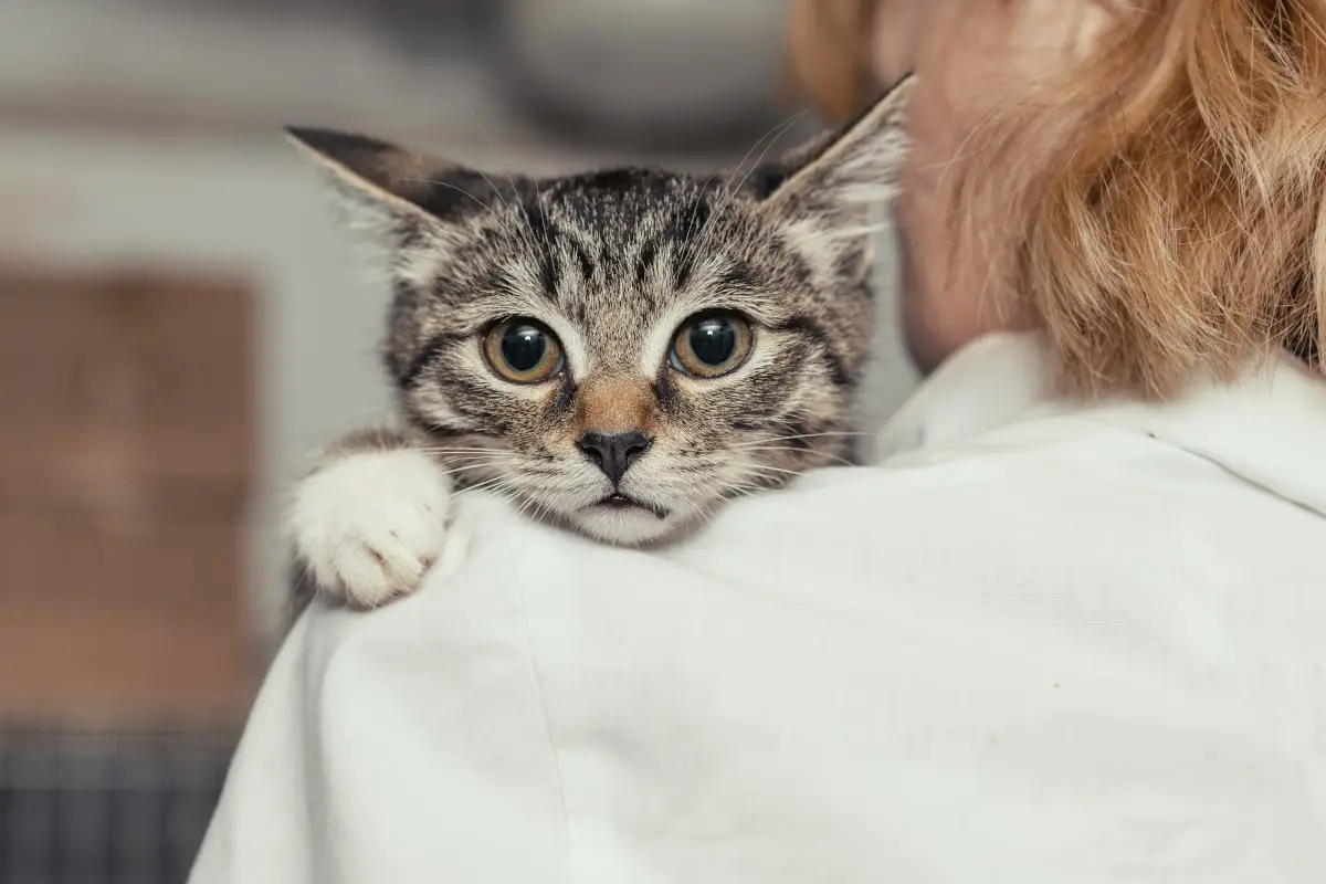 Cat looking over owners shoulder