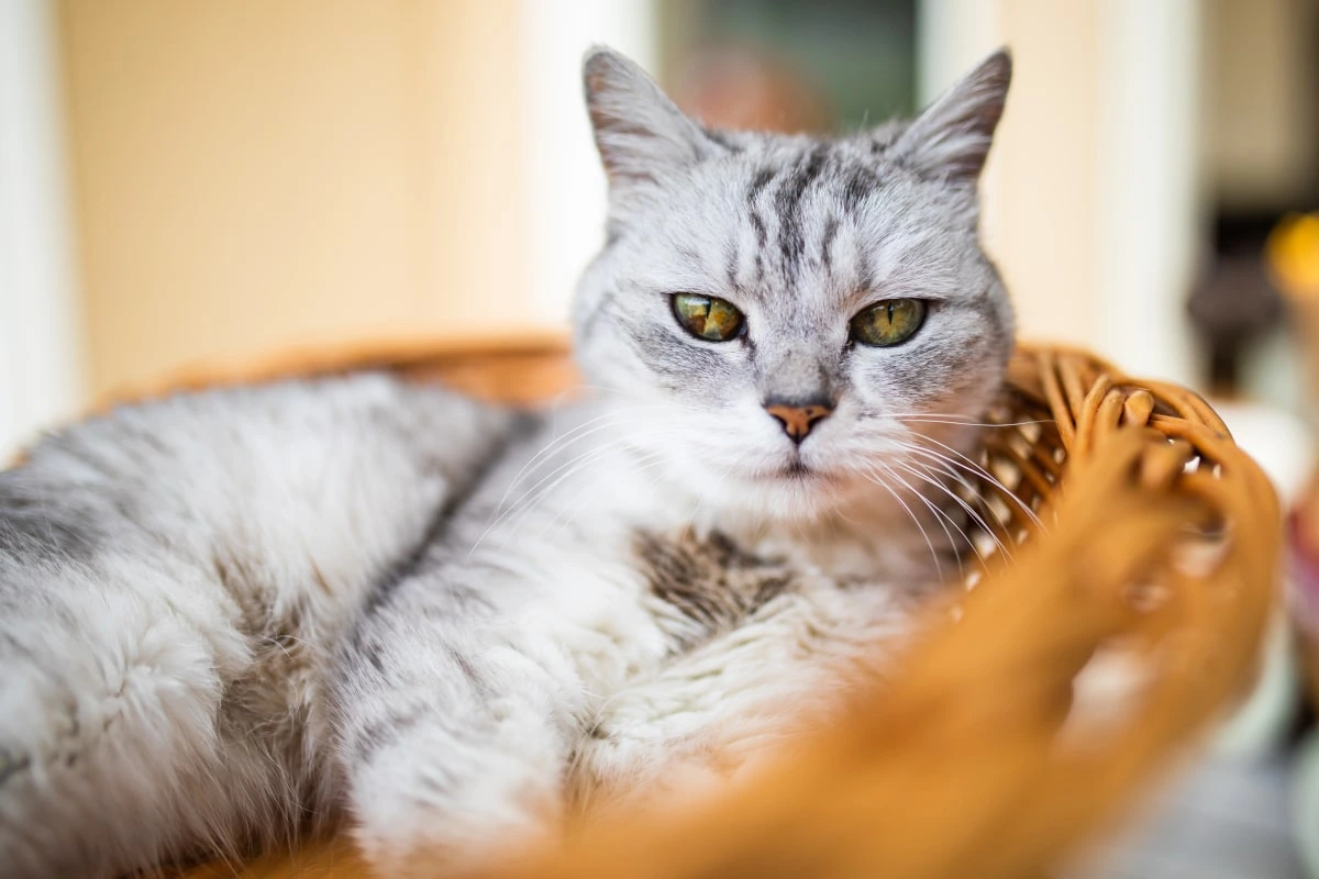 Cat lying in a basket