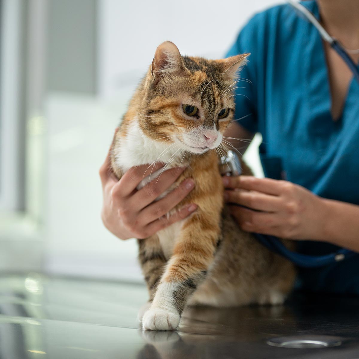 A cat being examined