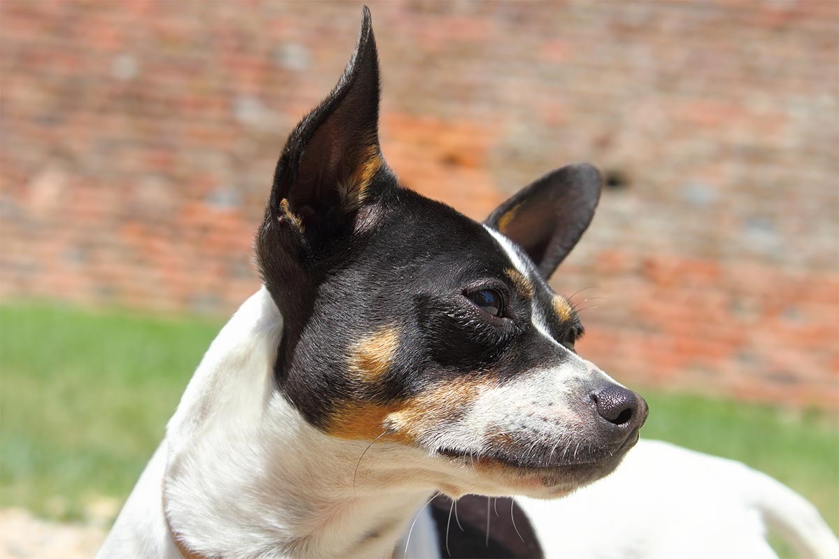 A curious dog outdoors