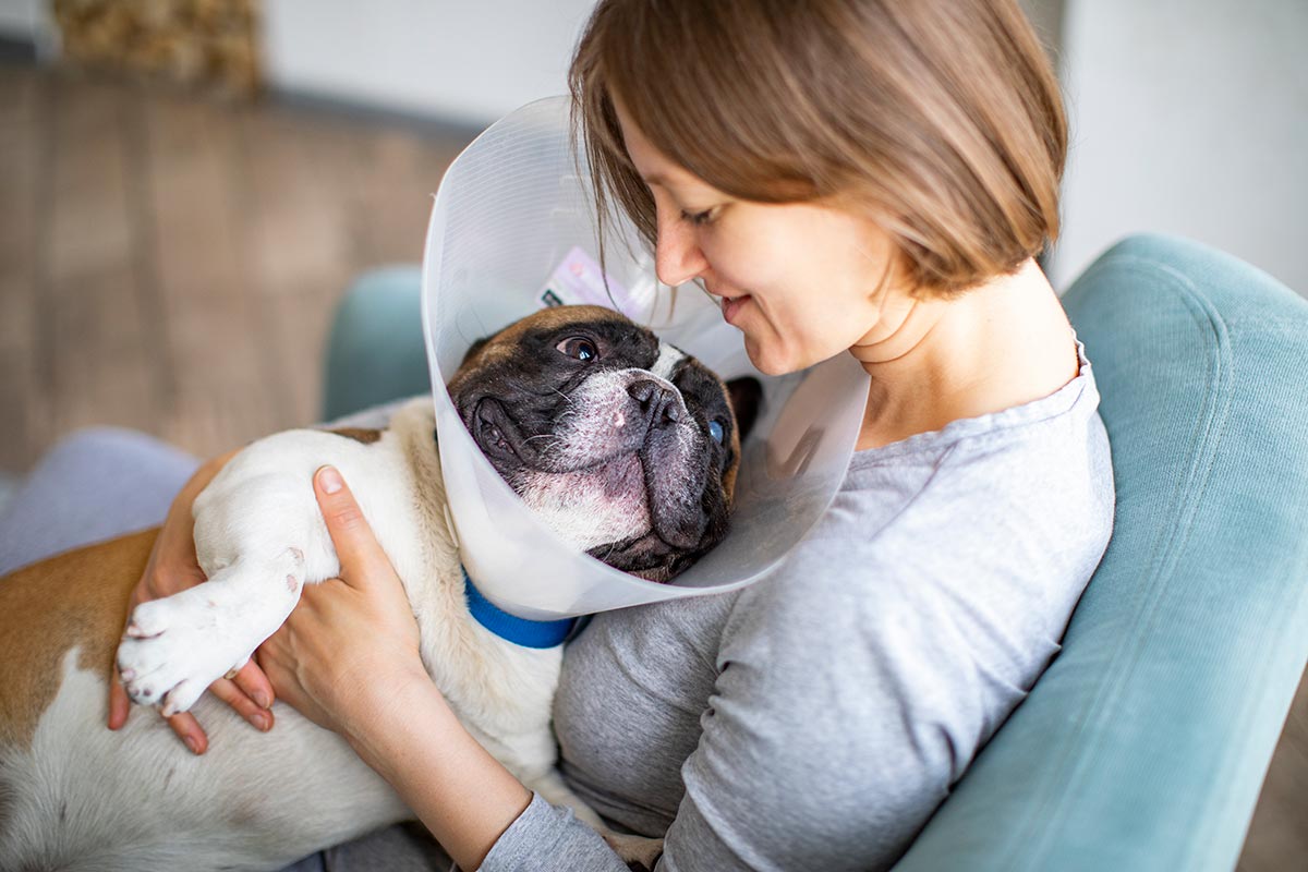 A dog wearing a cone being cuddled