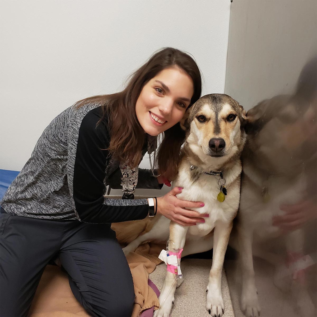 A canine patient in our kennels
