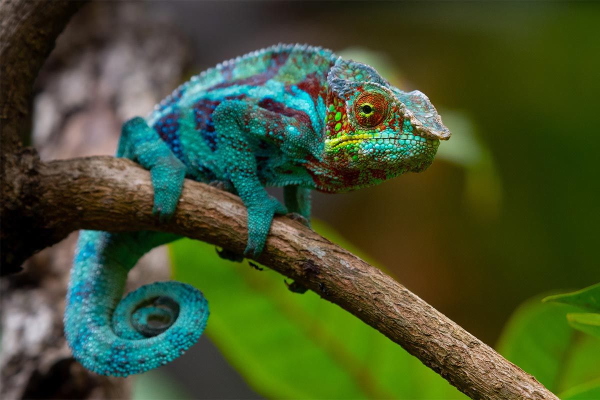 A chameleon