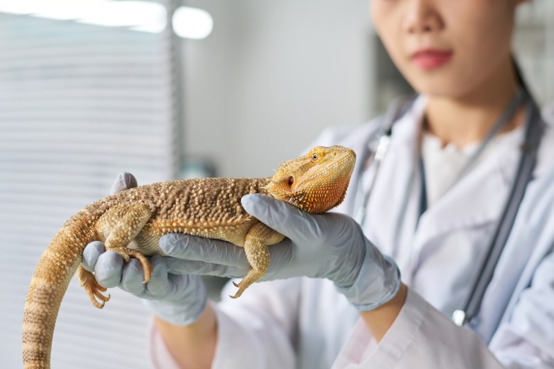 An iguana being held by a vet