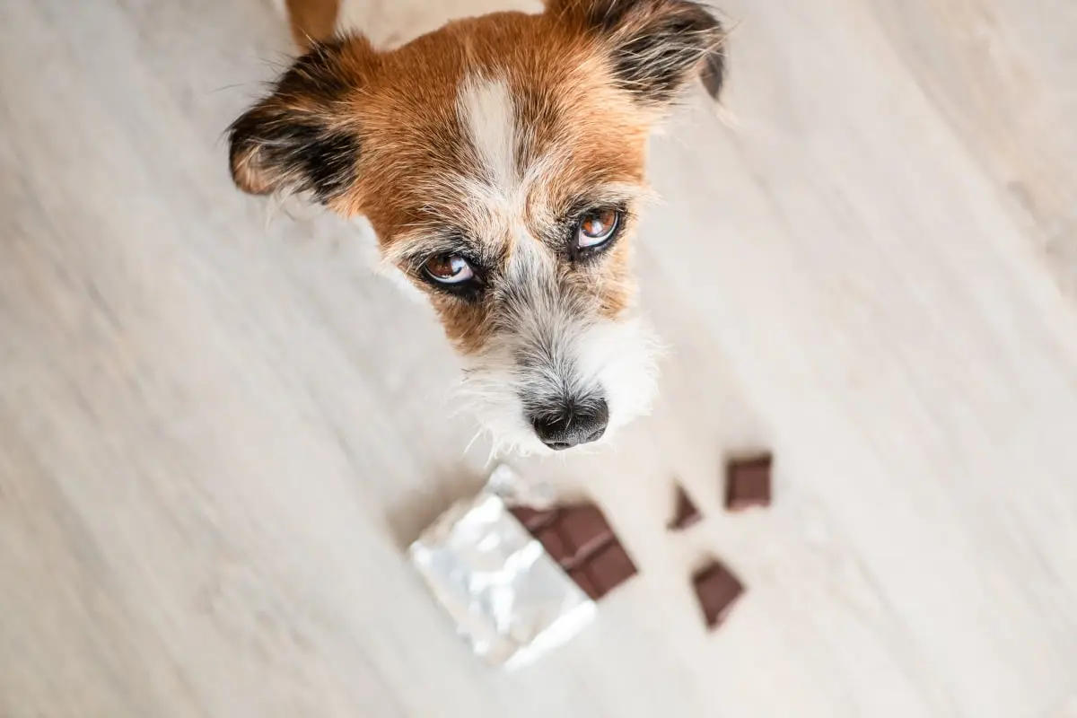 A dog who ate chocolate