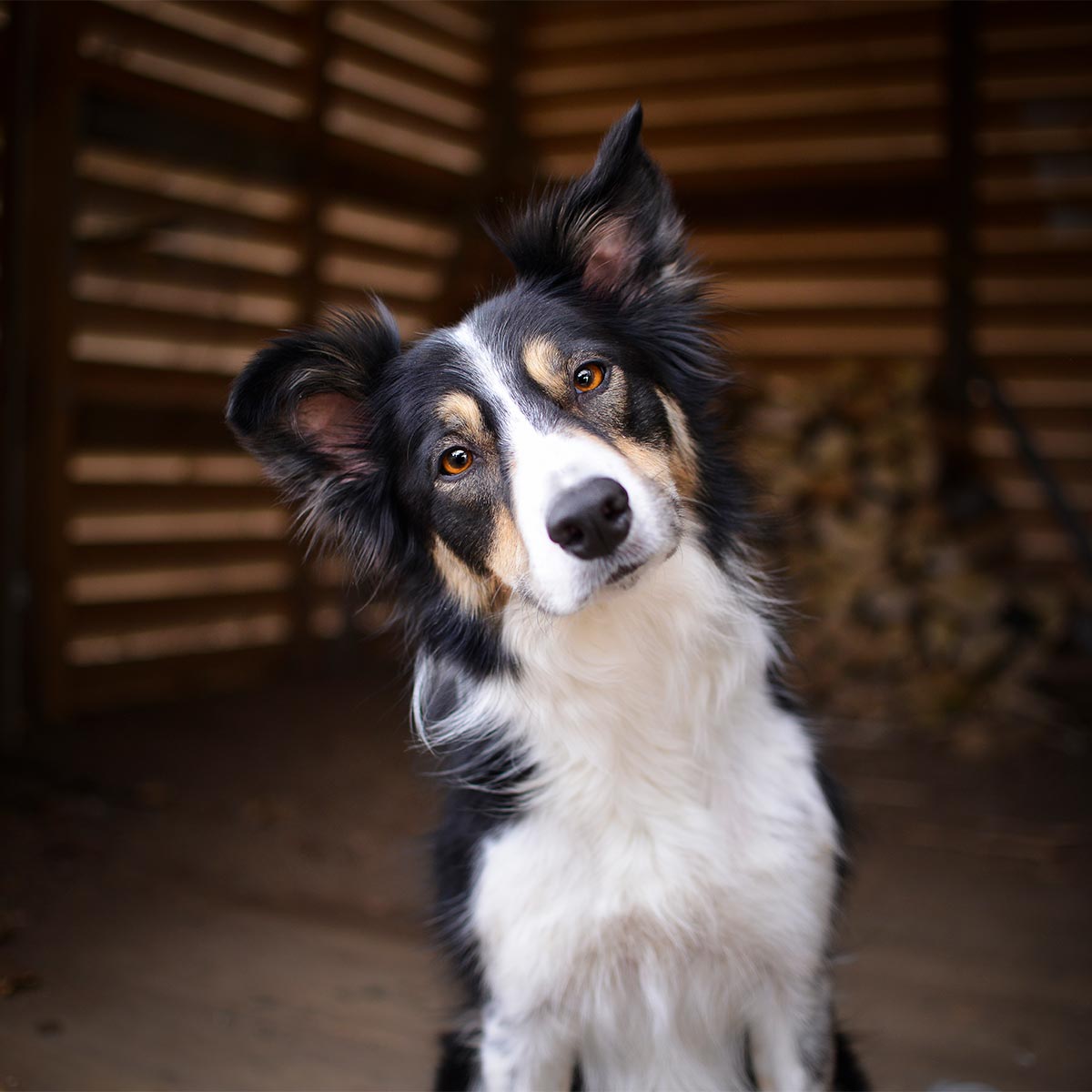 A dog with head cocked