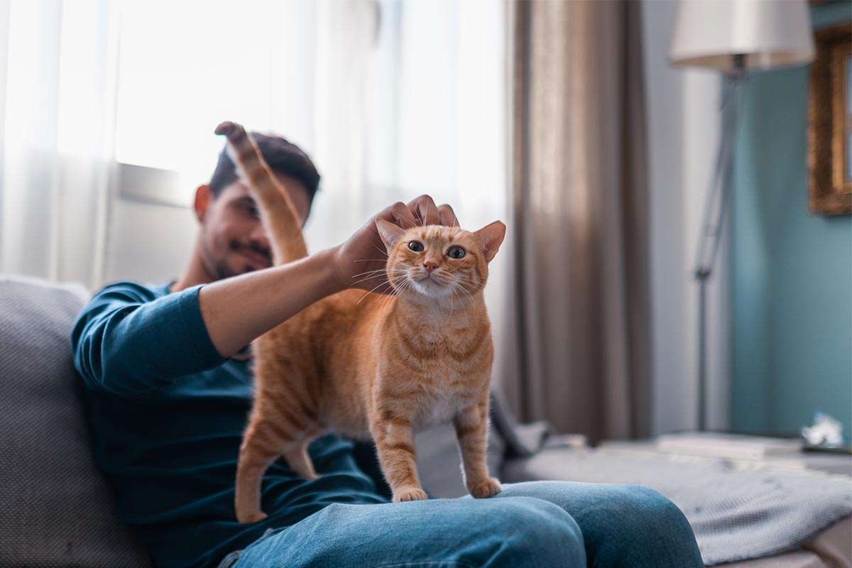 An orange cat being petted