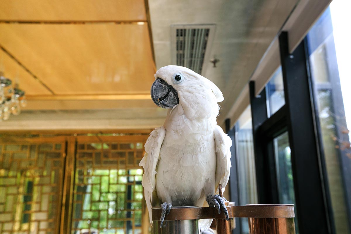 A cockatoo