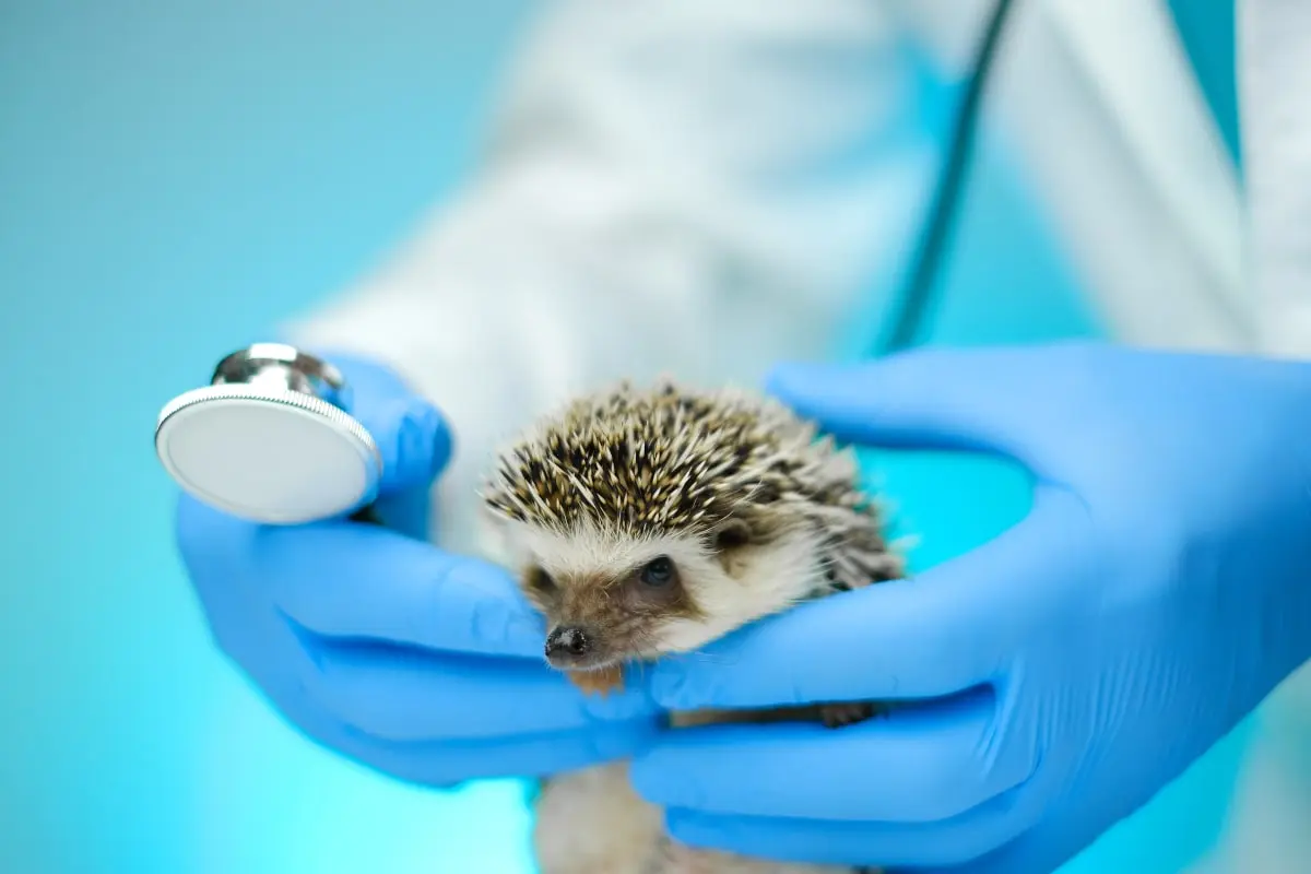 A hedgehog at the vet
