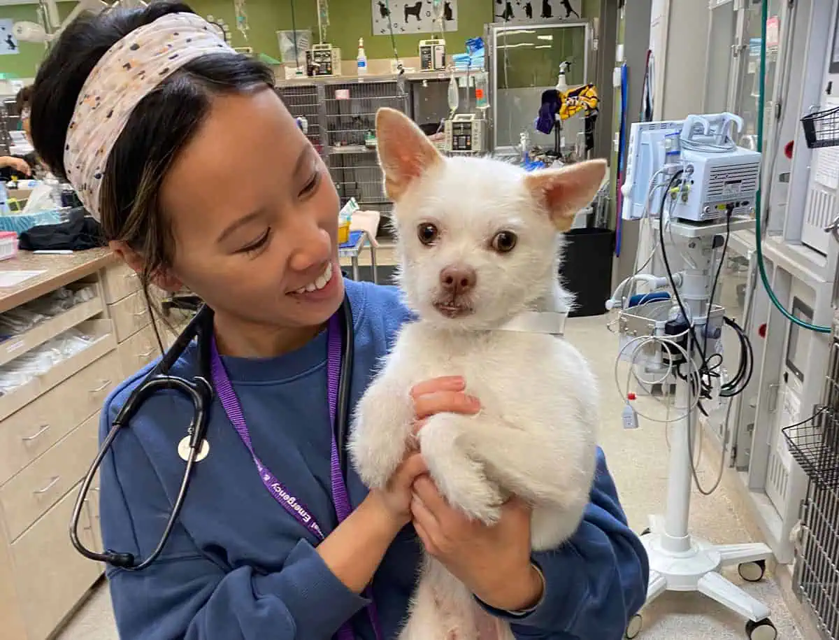 AERC team comforting a hospitalized dog