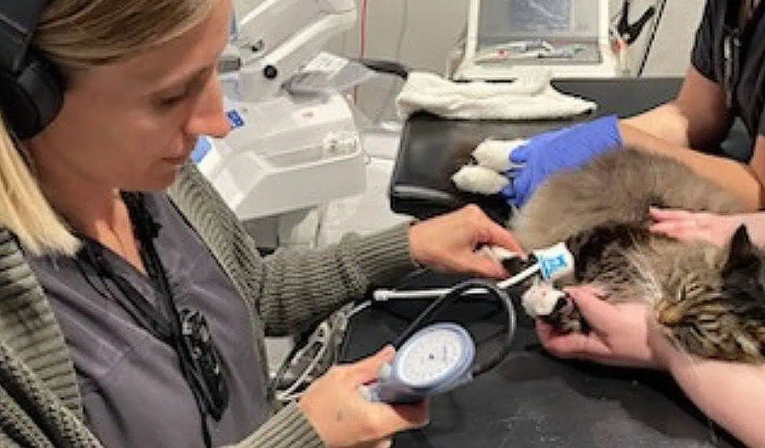 AERC team taking a cat's blood pressure and vitals