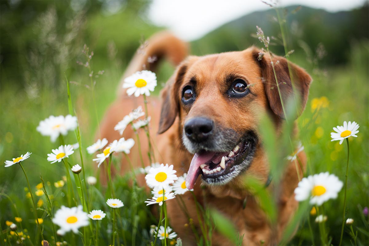 A dog in a flowered field