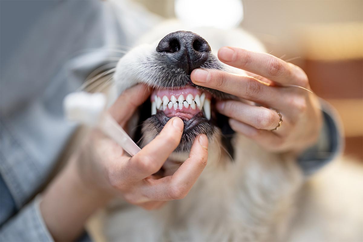 Brushing a dog's teeth