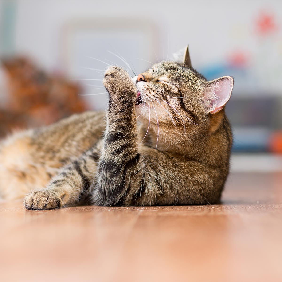 A cat licking its paw
