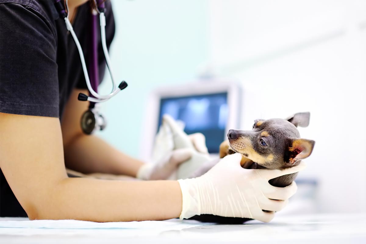 A dog being given ultrasound
