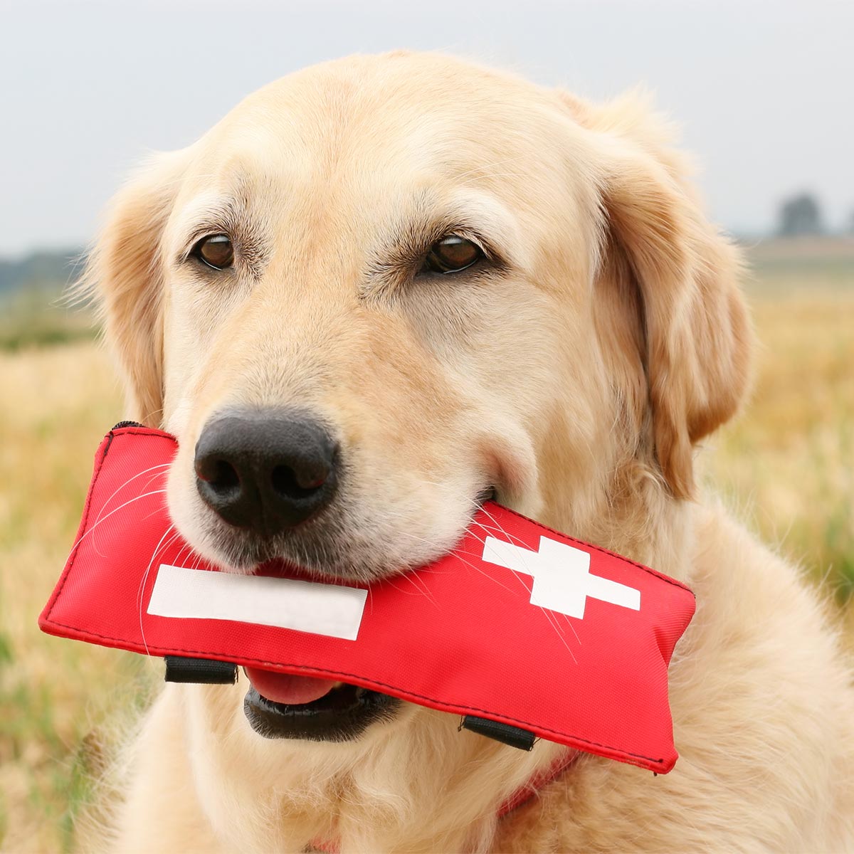 A dog with a first-aid kit