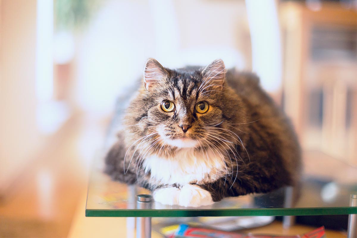 A cat on a table