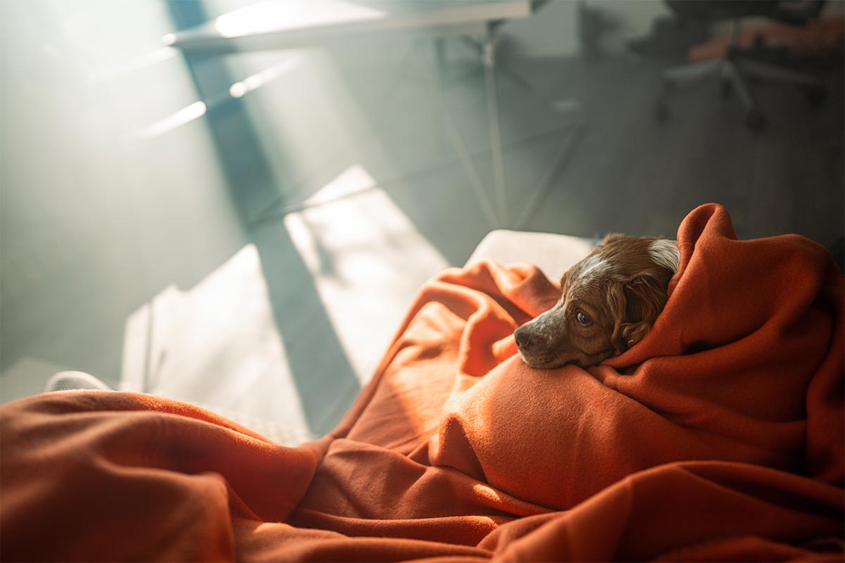 A dog wrapped in a blanket