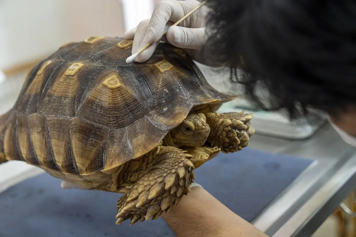 A turtle at the vet