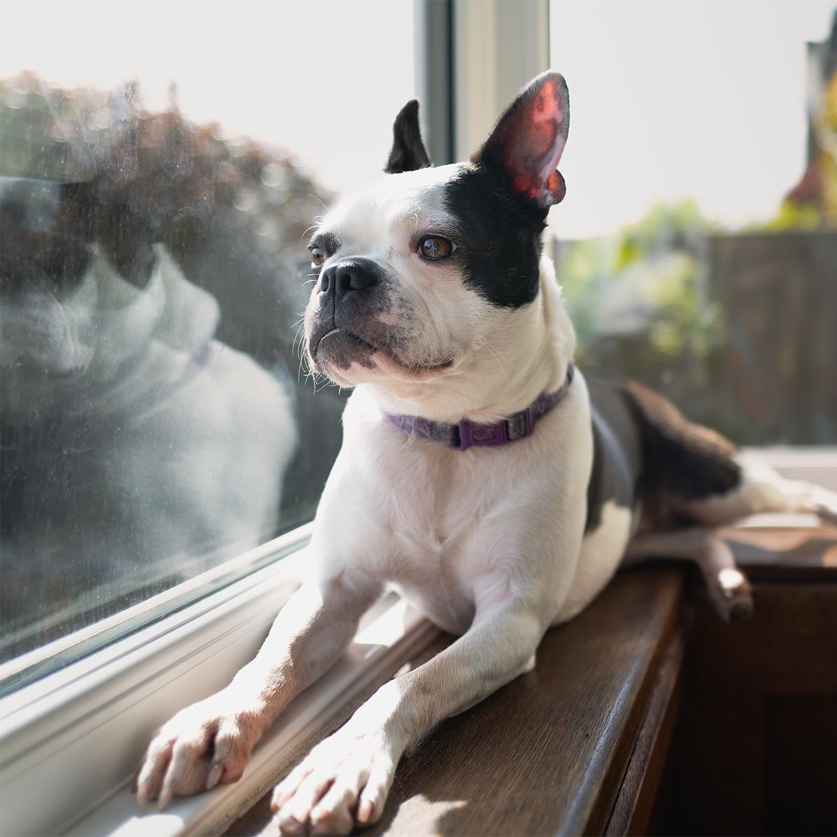 A dog in a window sill