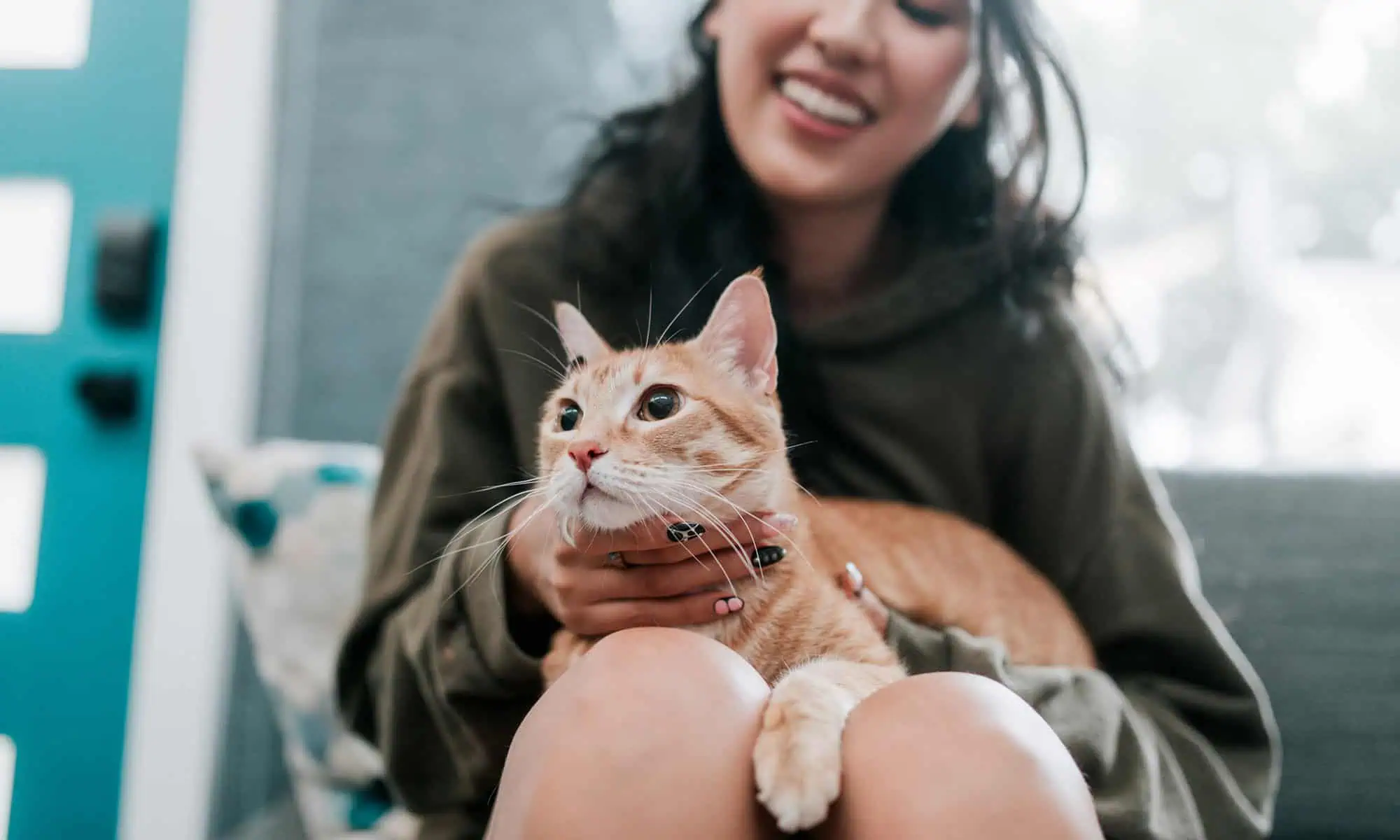 Cat sitting in womans lap