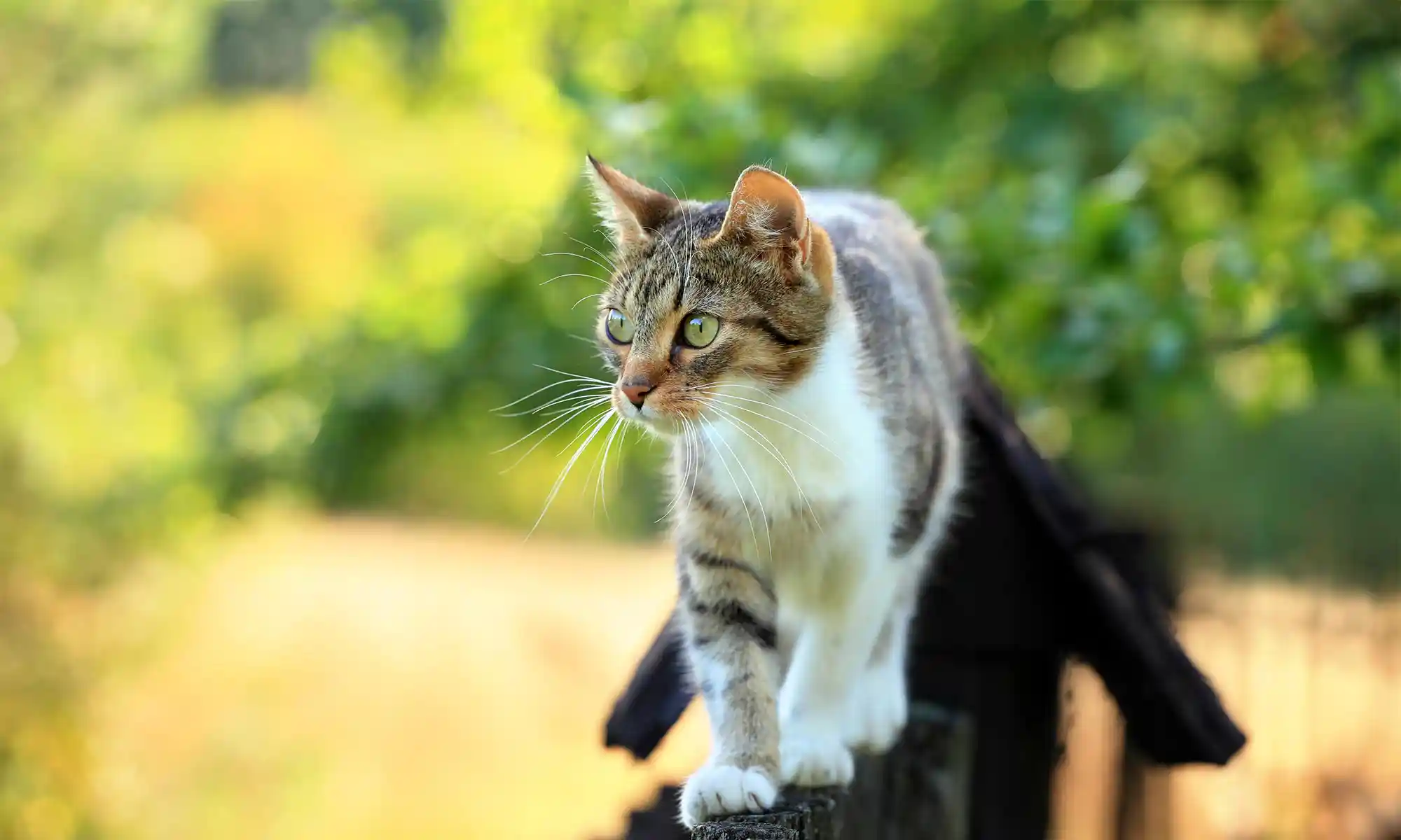A cat on a fence