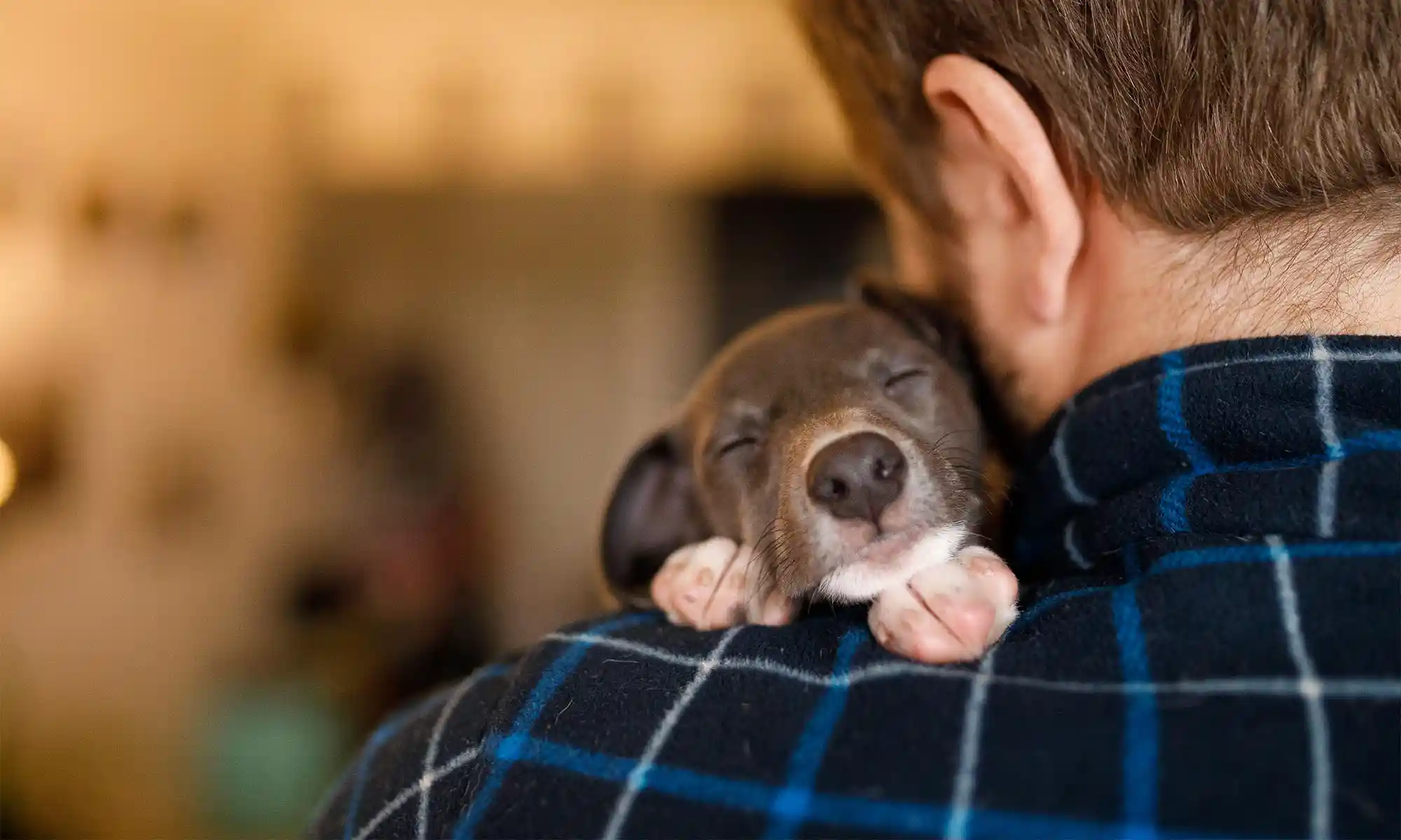 A puppy being held