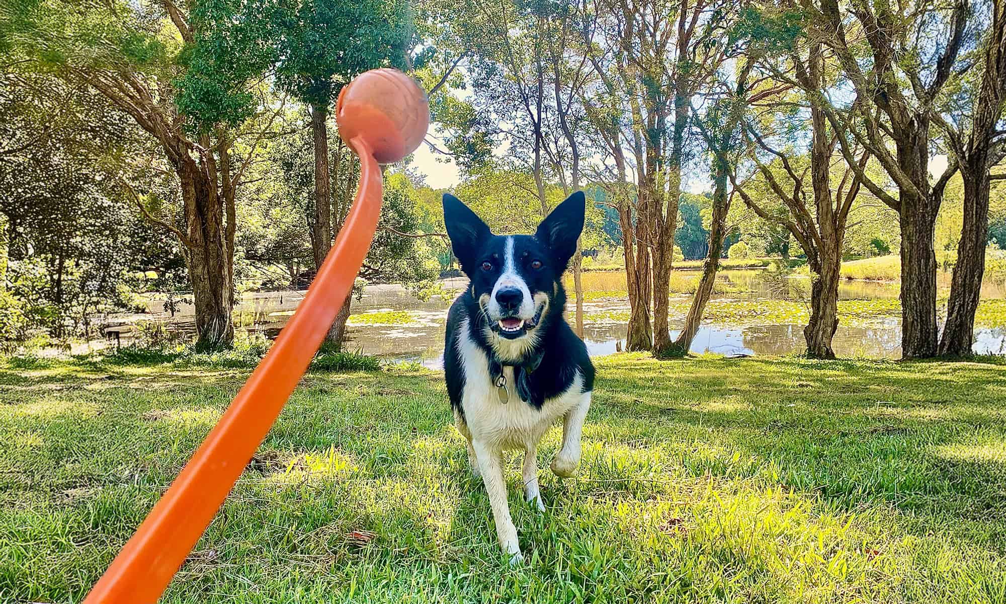 Caring for Those Who Care for Pets: Oakdale’s Open House Party
