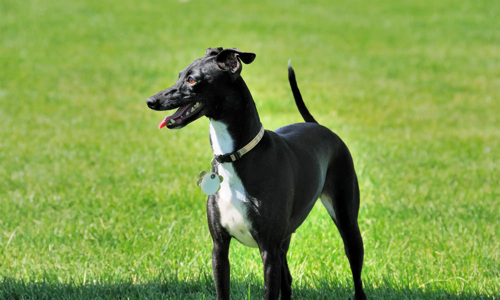 A running dog on a path