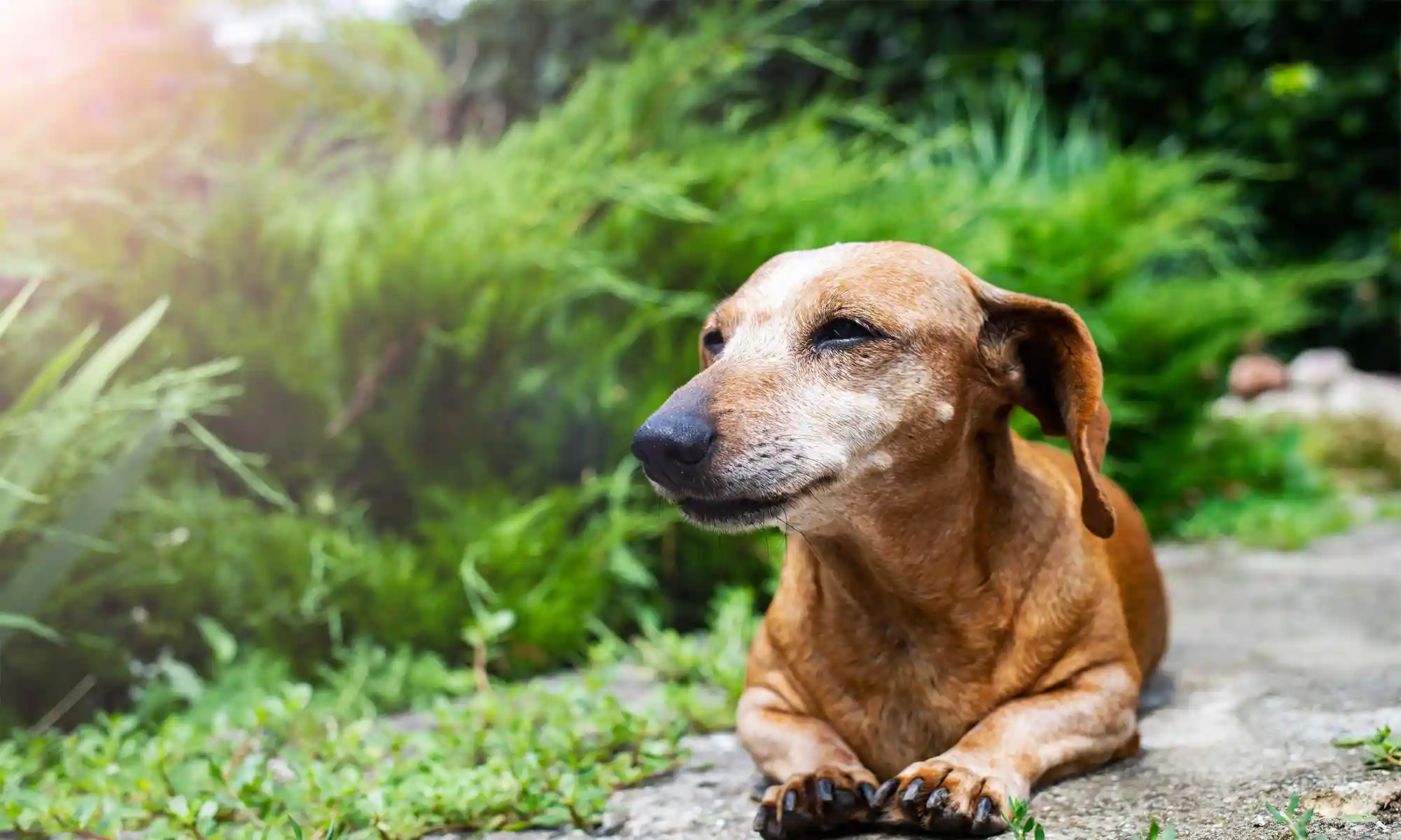 A dog laying outdoors